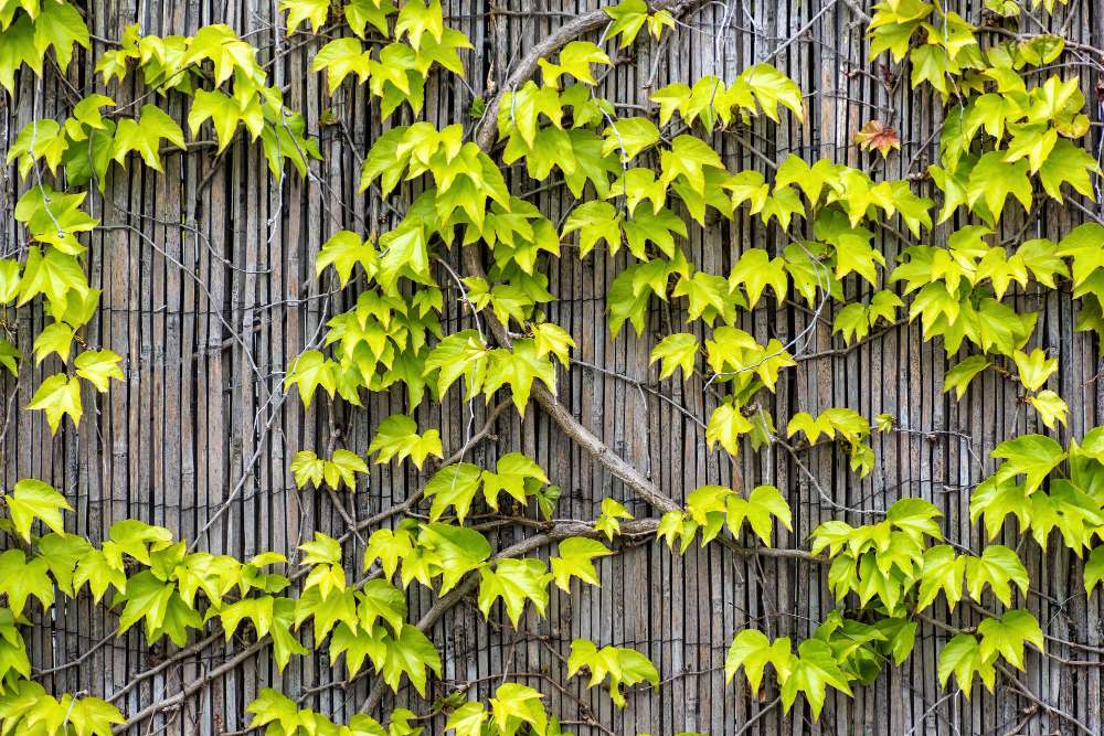 vertical garden