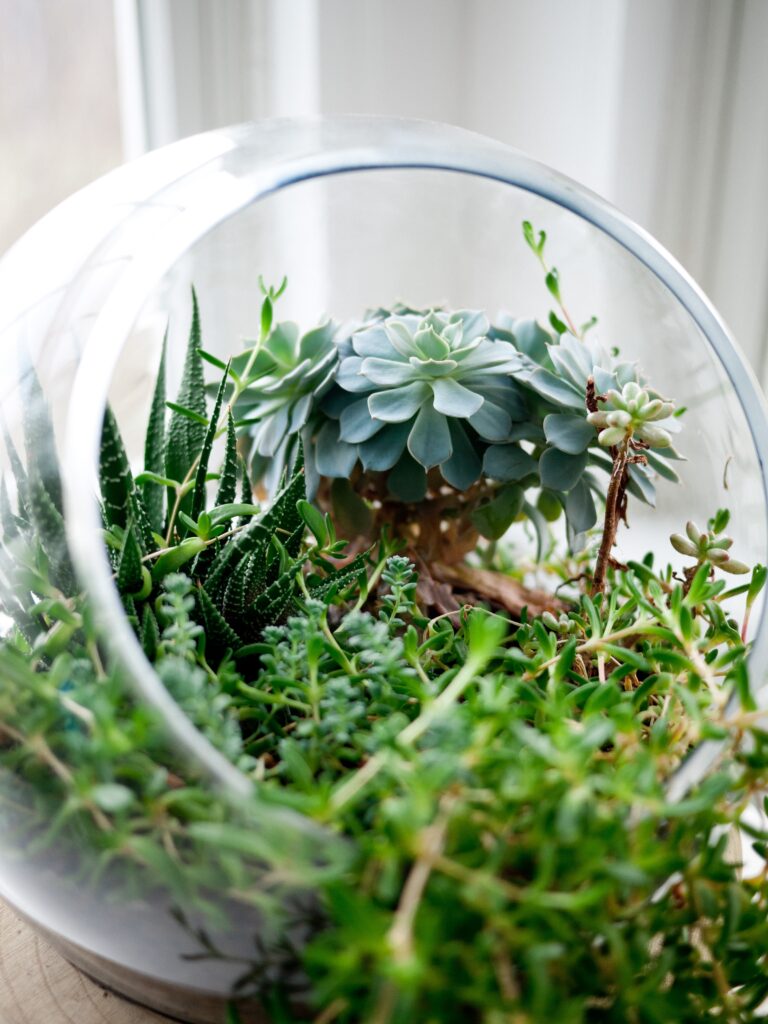 Terrariums